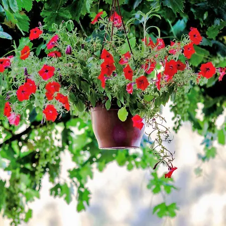 Kabak Misafir Evi Motell Faralya